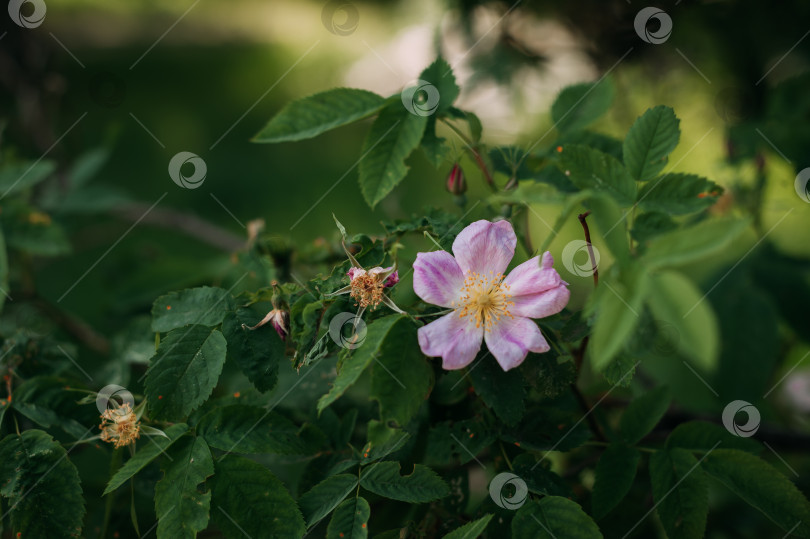 Скачать Фиолетовый цветок на кусте, возможно, rosa canina или rosa rubiginosa. 4852 фотосток Ozero