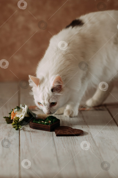 Скачать Белая кошка маленького или среднего размера, которая ест из миски на полу в помещении 5354. фотосток Ozero
