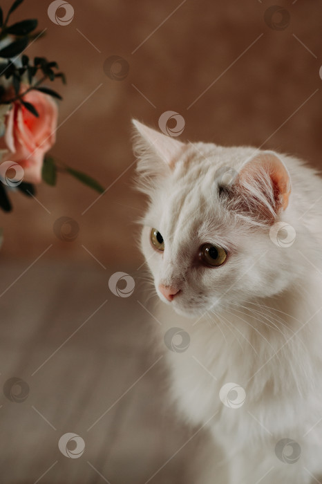 Скачать Белая малайская кошка смотрит на цветок 5361. фотосток Ozero