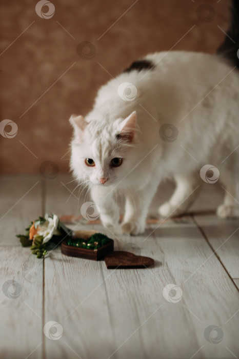 Скачать Белая домашняя кошка, стоящая на коврике в помещении 5355. фотосток Ozero
