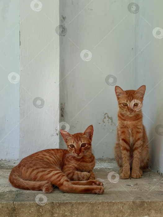 Скачать Два рыжих кота фотосток Ozero