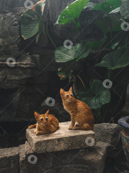 Скачать Два рыжих кота фотосток Ozero