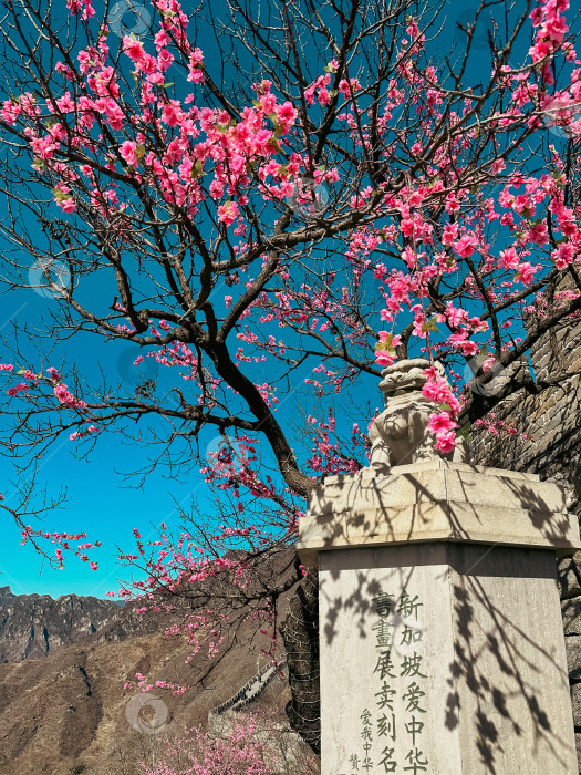 Скачать Цветение весной в горах фотосток Ozero