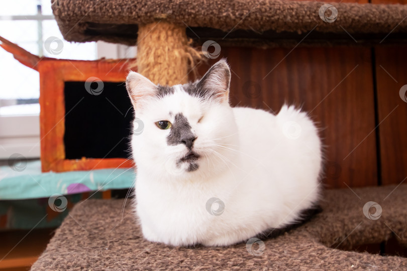 Скачать Милый одноглазый кот дома, крупным планом фотосток Ozero