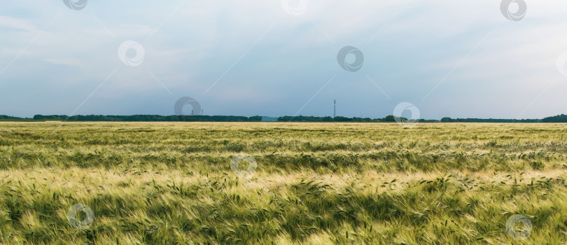 Скачать Вид на поле с выращенным зерном фотосток Ozero