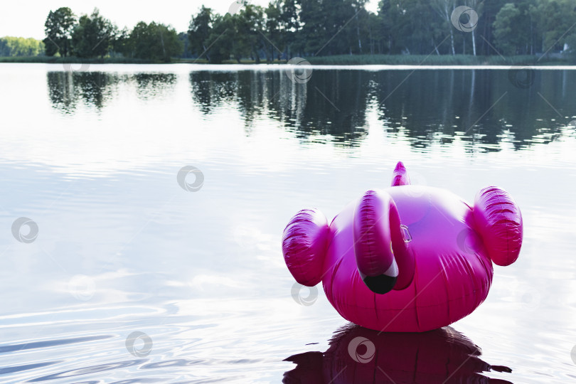 Скачать Надувной фламинго на воде фотосток Ozero