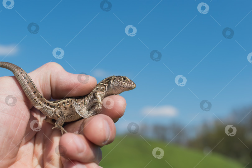 Скачать Взрослый мужчина держит маленькую ящерицу в курятнике фотосток Ozero