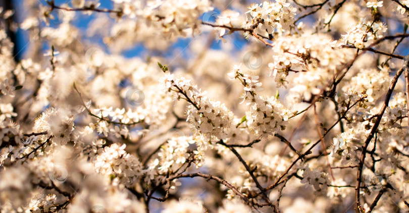 Скачать Цветущее дерево ранней весной фотосток Ozero