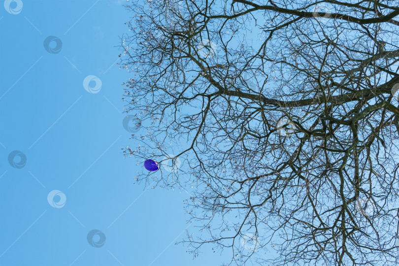 Скачать Воздушный шар застрял в кроне дерева фотосток Ozero