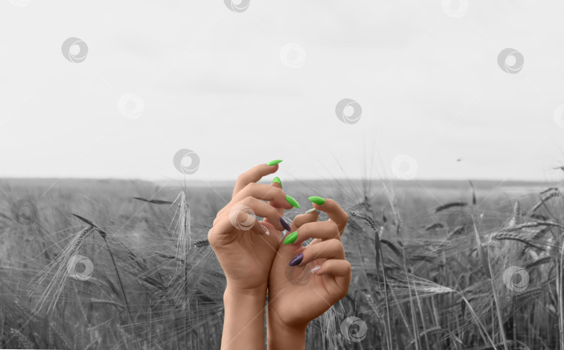 Скачать Руки молодой девушки в поле с пшеницей фотосток Ozero