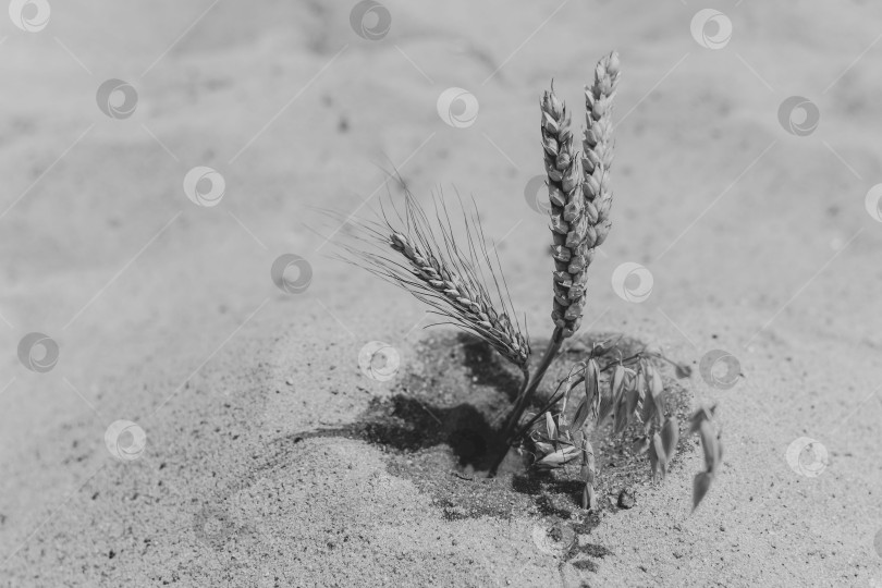 Скачать Зерна разных злаков в песке фотосток Ozero