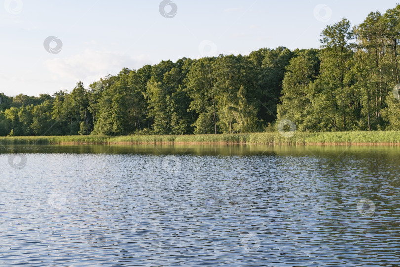 Скачать Ландшафтное изображение лесного озера фотосток Ozero