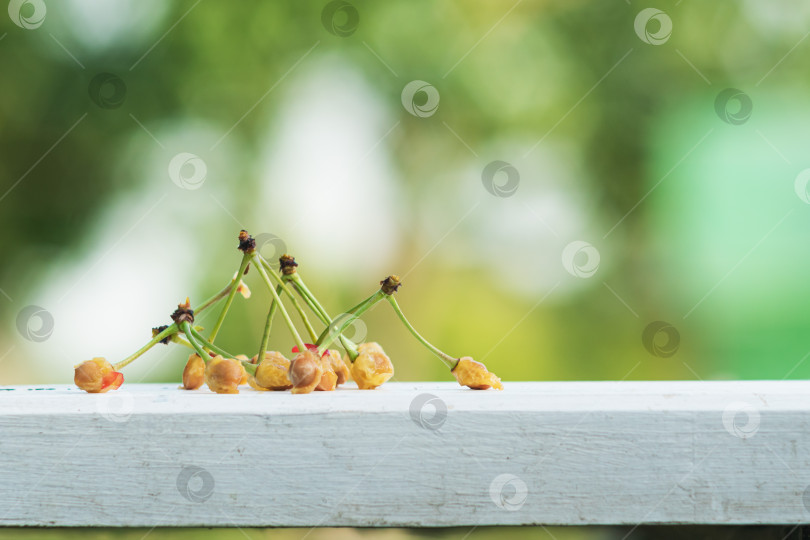 Скачать Косточки от съеденных плодов вишни фотосток Ozero