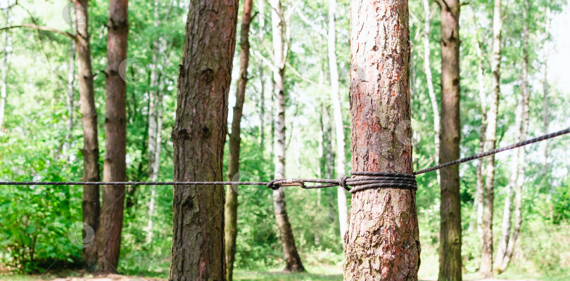 Скачать Веревка, натянутая на дереве в лесу фотосток Ozero