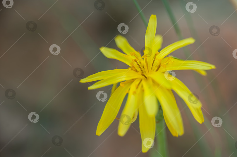 Скачать Tragopogon pratensis, Козлиная борода - род однолетних, двулетних и многолетних травянистых растений семейства астровые. фотосток Ozero