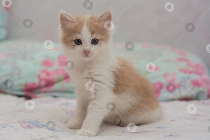 Скачать котенок трехцветный, месячный от роду, игриво позирует на камеру фотосток Ozero