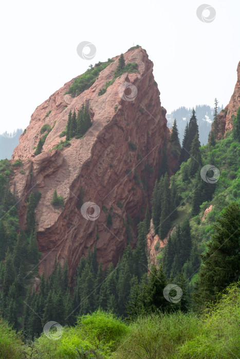 Скачать Горные луга и лес в конце ущелья Джети-Огуз, Кыргызстан. фотосток Ozero