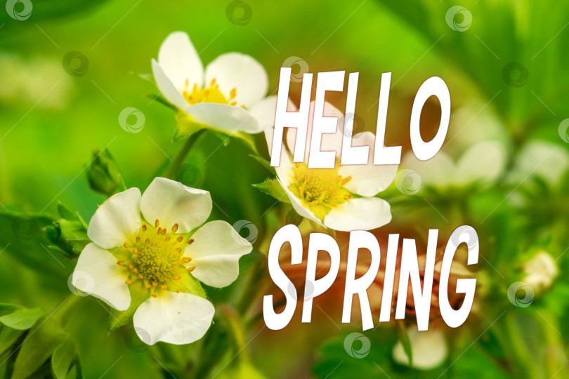 Скачать Приветственное весеннее сообщение - Весна, зеленый весенний фон. Белые цветы фотосток Ozero