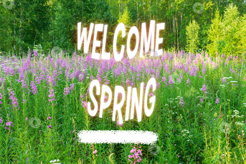 Скачать Весенняя концепция с полевыми цветами на зеленом фоне, выборочный фокус, с текстом "Добро пожаловать, весна" фотосток Ozero