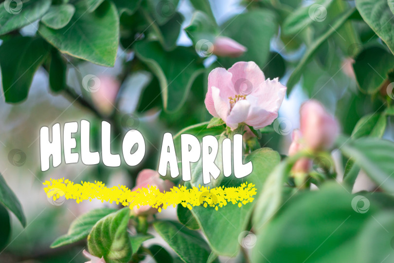 Скачать Текст "Привет, Апрель". Раскрасьте весенний фон веткой цветущего дерева фотосток Ozero