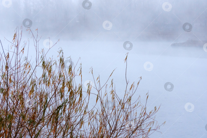 Скачать Туманная безмятежность: Мистический пейзаж озера с деревьями на заднем плане фотосток Ozero