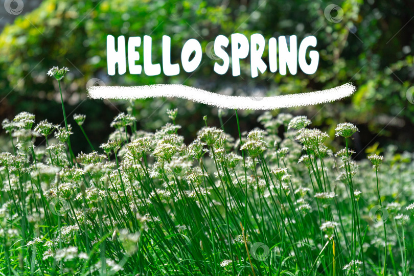 Скачать Текст "Привет весне". Раскрасьте весенний фон веткой цветущего дерева. Выборочный фокус фотосток Ozero