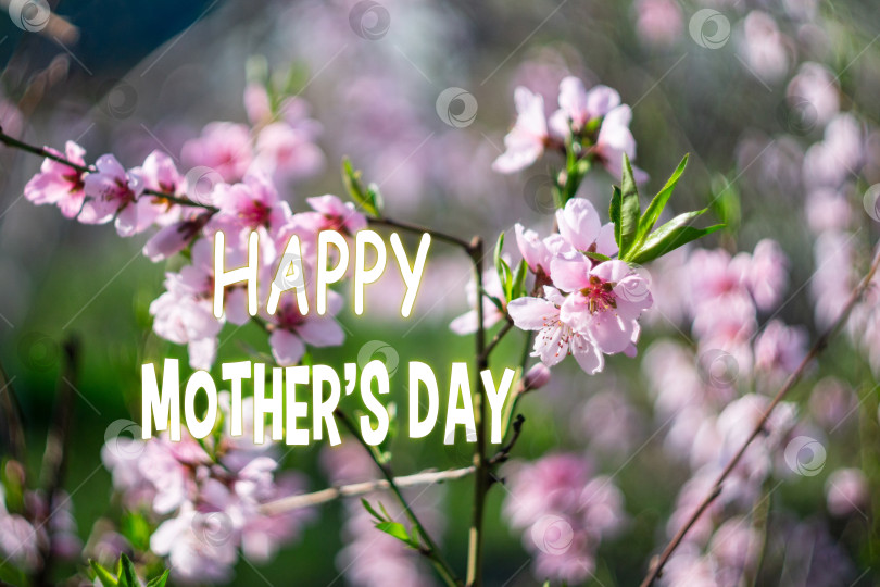 Скачать Надпись "День матери" размещена на нежном фоне розовых цветов сакуры, символизирующих любовь и признательность весной. фотосток Ozero