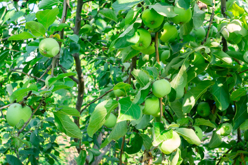 Скачать Зрелище разворачивается в виде множества сочных зеленых яблок, грациозно свисающих с яркой ветки дерева. фотосток Ozero