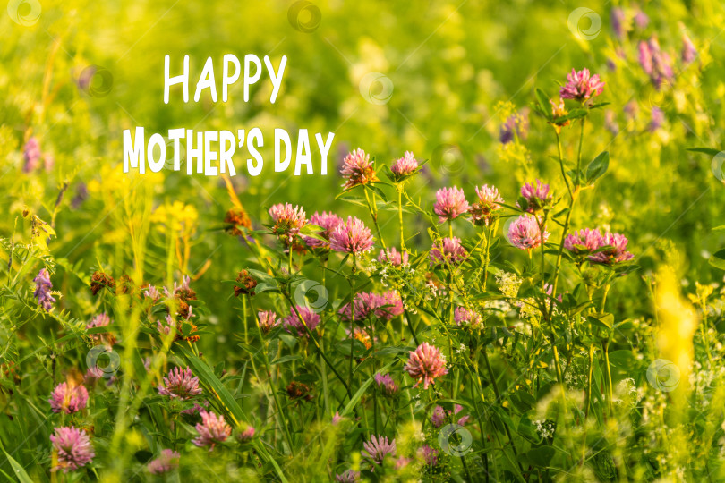 Скачать Распускающиеся цветы под яркими солнечными лучами с праздничным текстом "С Днем матери". фотосток Ozero