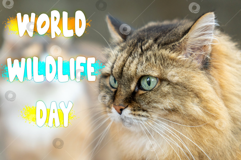 Скачать Величественная кошка созерцает природу во Всемирный день дикой природы фотосток Ozero