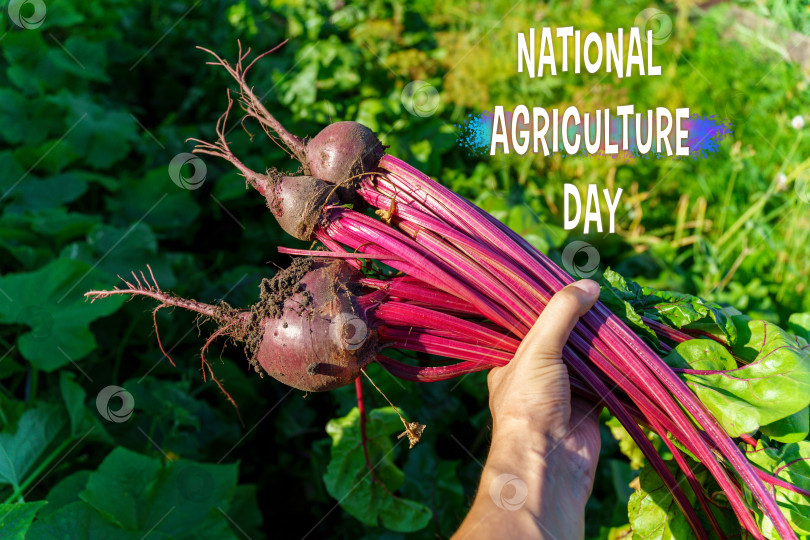 Скачать Яркая свекла символизирует тяжелый труд фермеров в Национальный день сельского хозяйства. фотосток Ozero