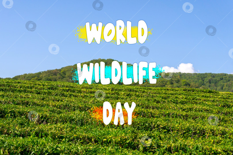 Скачать Празднование Всемирного дня дикой природы Среди пышной зелени под Солнечным небом фотосток Ozero