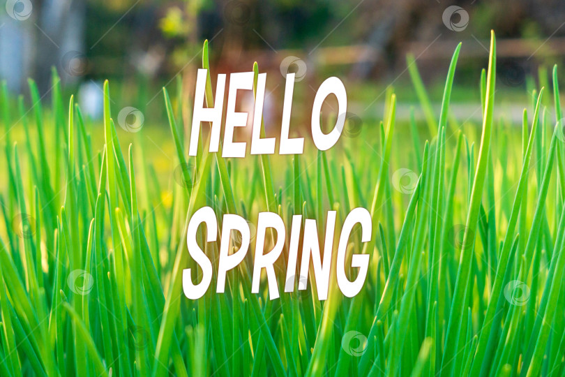 Скачать Текст "Привет, весна". Цвет: зеленый весенний фон. Сельскохозяйственный пейзаж луковой плантации. фотосток Ozero