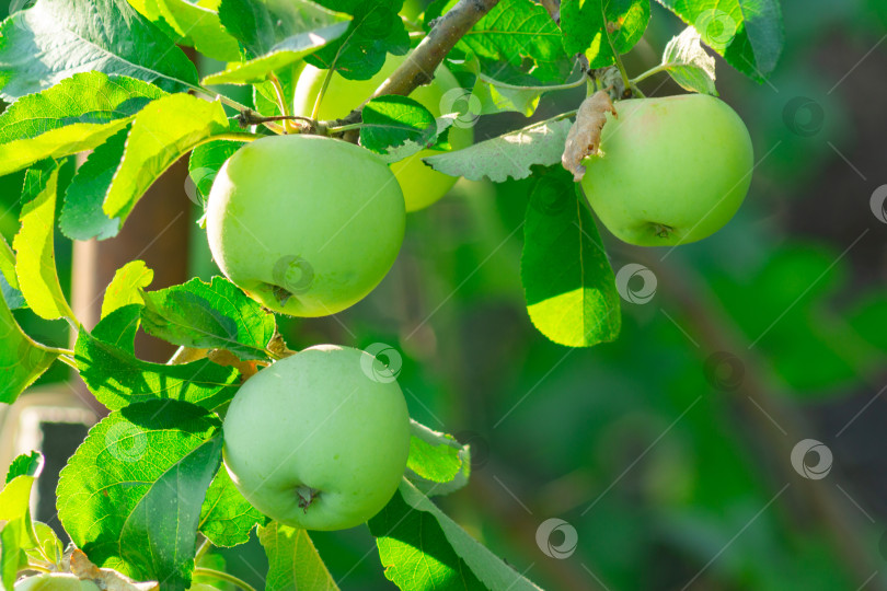 Скачать Зрелище разворачивается в виде множества сочных зеленых яблок, грациозно свисающих с яркой ветки дерева. фотосток Ozero