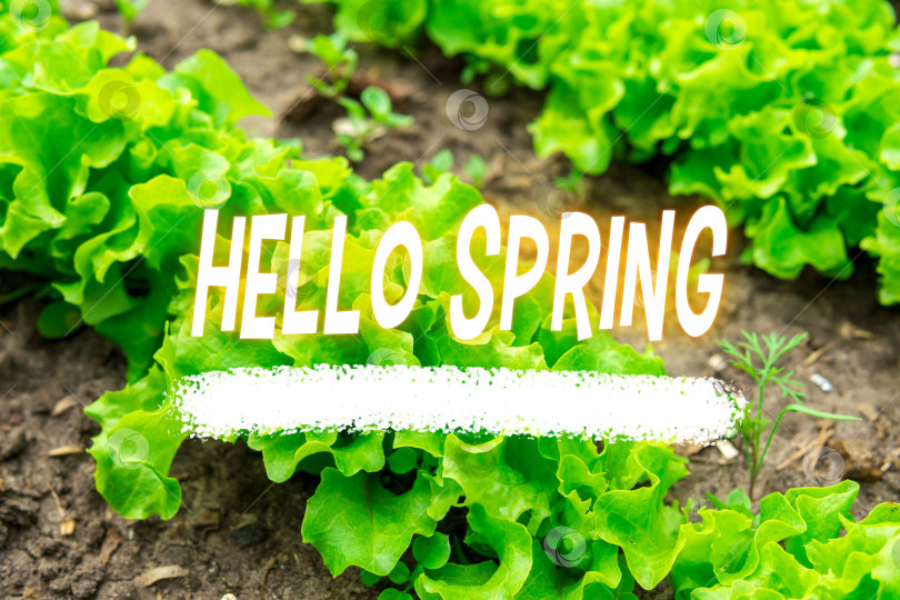 Скачать Текст Привет Весне. Цвет фона зеленый весенний. Текстура зеленый салат фотосток Ozero