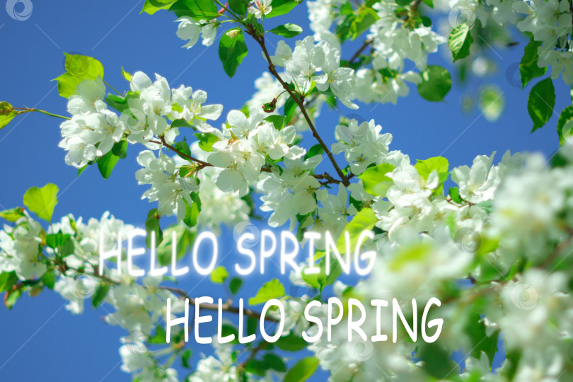 Скачать Весенний баннер. Здравствуй, Весна. Начало весеннего сезона. Цветущие яблони фотосток Ozero