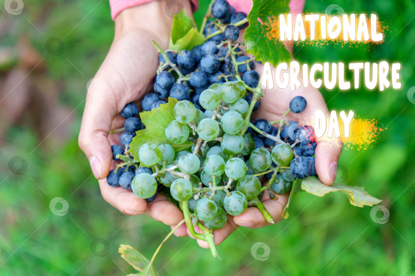 Скачать Национальный день сельского хозяйства Со спелым виноградом, греющимся на солнце фотосток Ozero