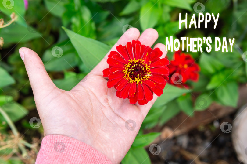 Скачать Цветущая цинния с сердечным пожеланием ко Дню матери отражает суть признательности и любви. фотосток Ozero