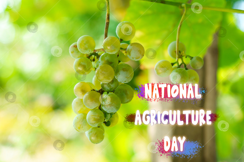 Скачать Празднование Национального Дня сельского хозяйства Среди Зеленых Виноградников Под Солнечным Небом фотосток Ozero