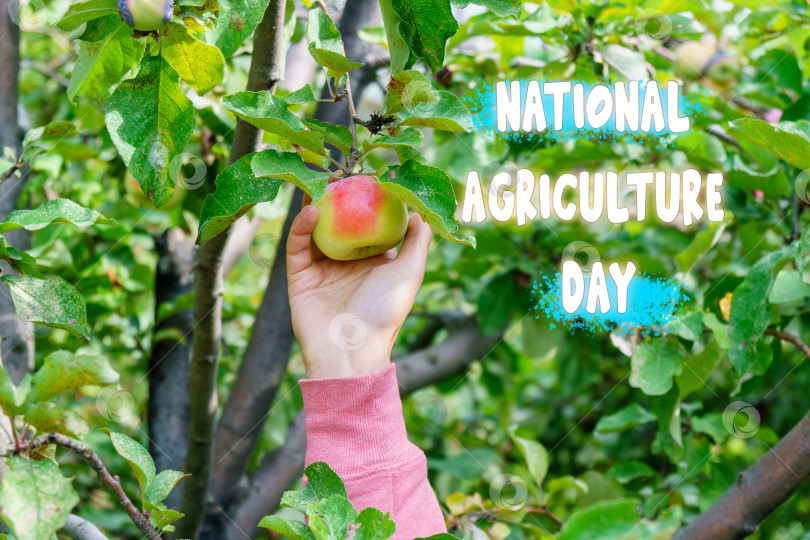 Скачать Национальный день сельского хозяйства с щедрым урожаем природы фотосток Ozero