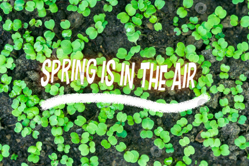 Скачать Текст Весна витает в воздухе. Цвет зеленый весенний фон. Текстура зеленый салат фотосток Ozero