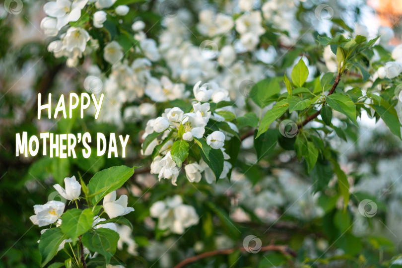 Скачать Цветущая любовь весной, Дань Счастливому Дню матери среди цветущих яблонь фотосток Ozero