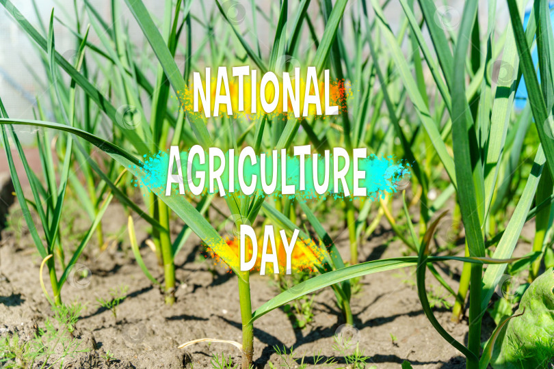 Скачать Празднование роста и устойчивости в Национальный день сельского хозяйства на пышных сельскохозяйственных угодьях фотосток Ozero