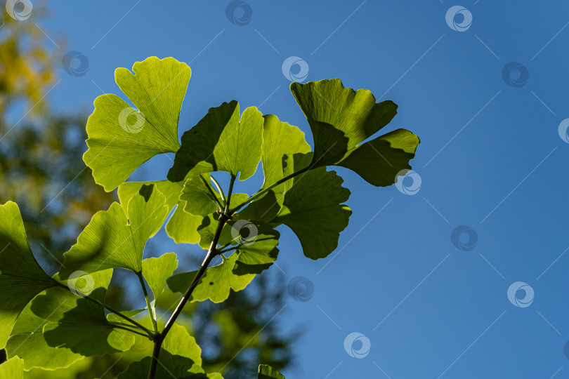 Скачать Дерево гинкго (Ginkgo biloba) или гингко. Ярко-зеленые молодые листья на ветке на фоне голубого весеннего неба. Выборочный фокус. Крупный план. Концепция природы свежих обоев. Место для вашего текста. фотосток Ozero