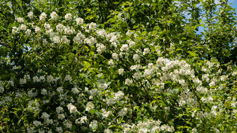 Скачать Ветви цветущего куста жасмина lewisii Philadelphus на фоне зелени в саду. Крупный план. Ландшафтный сад. Солнечный весенний день. Концепция природы для дизайна. фотосток Ozero