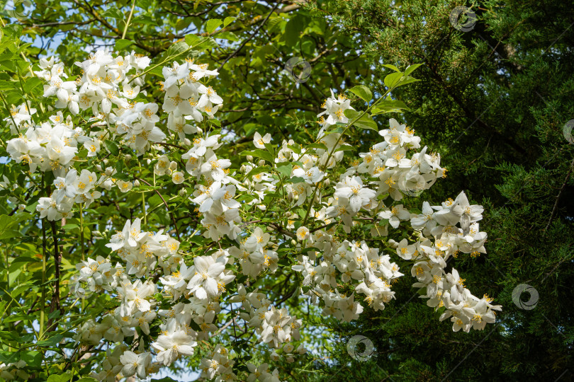 Скачать Цветущий куст жасмина lewisii Philadelphus. Белые соцветия жасмина lewisii Philadelphus на размытом фоне вечнозеленых растений и голубого неба. Ландшафтный сад. Выборочный фокус. Крупный план. фотосток Ozero