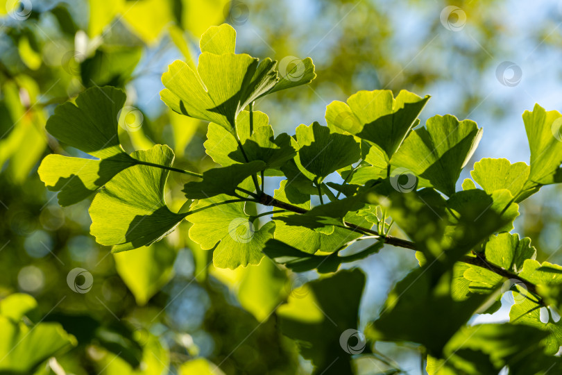 Скачать Дерево гинкго (Ginkgo biloba) или гингко. Ярко-зеленые молодые листья на ветке на размытом фоне зелени сада. Выборочный фокус. Крупный план. Вечнозеленый ландшафтный сад. Место для вашего текста. фотосток Ozero