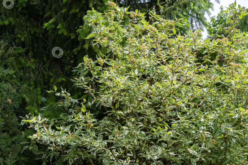 Скачать Cornus alba Elegantissima или Swidina. Пестрые листья куста Cornus alba Elegantissima или Swidina на размытом темно-зеленом фоне. Выборочный фокус. Концепция природы для дизайна фотосток Ozero