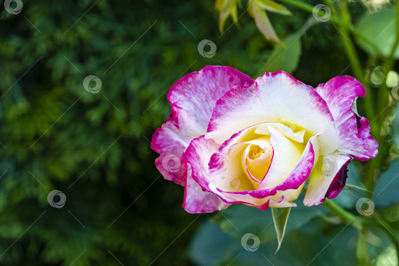 Скачать Красивый цветок розы Double Delight на размытом фоне вечнозеленых растений. Выборочный фокус. Желто-розовые розовые пирожные Double Delight сияют в лучах летнего солнца. Крупный план. Атмосфера спокойной релаксации. фотосток Ozero