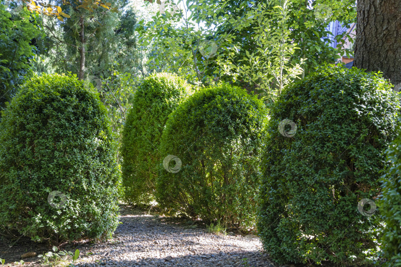 Скачать Самшит Buxus sempervirens или европейский самшит с яркой блестящей молодой зеленой листвой. Размытый зеленый фон. Закрыть. Выборочный фокус. Вечнозеленый ландшафтный сад. Место для вашего текста. фотосток Ozero